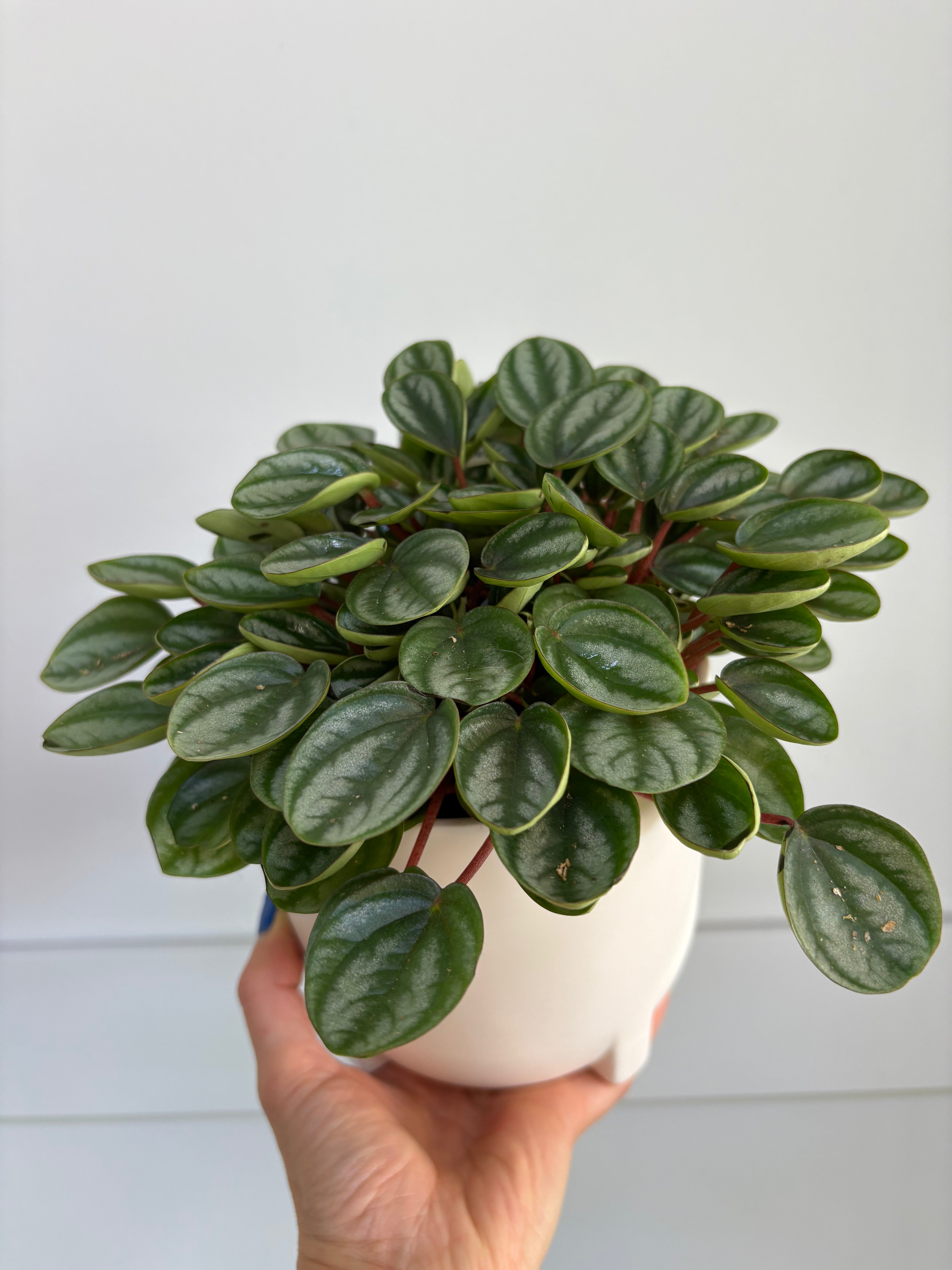 Peperomia “Royal Princess”