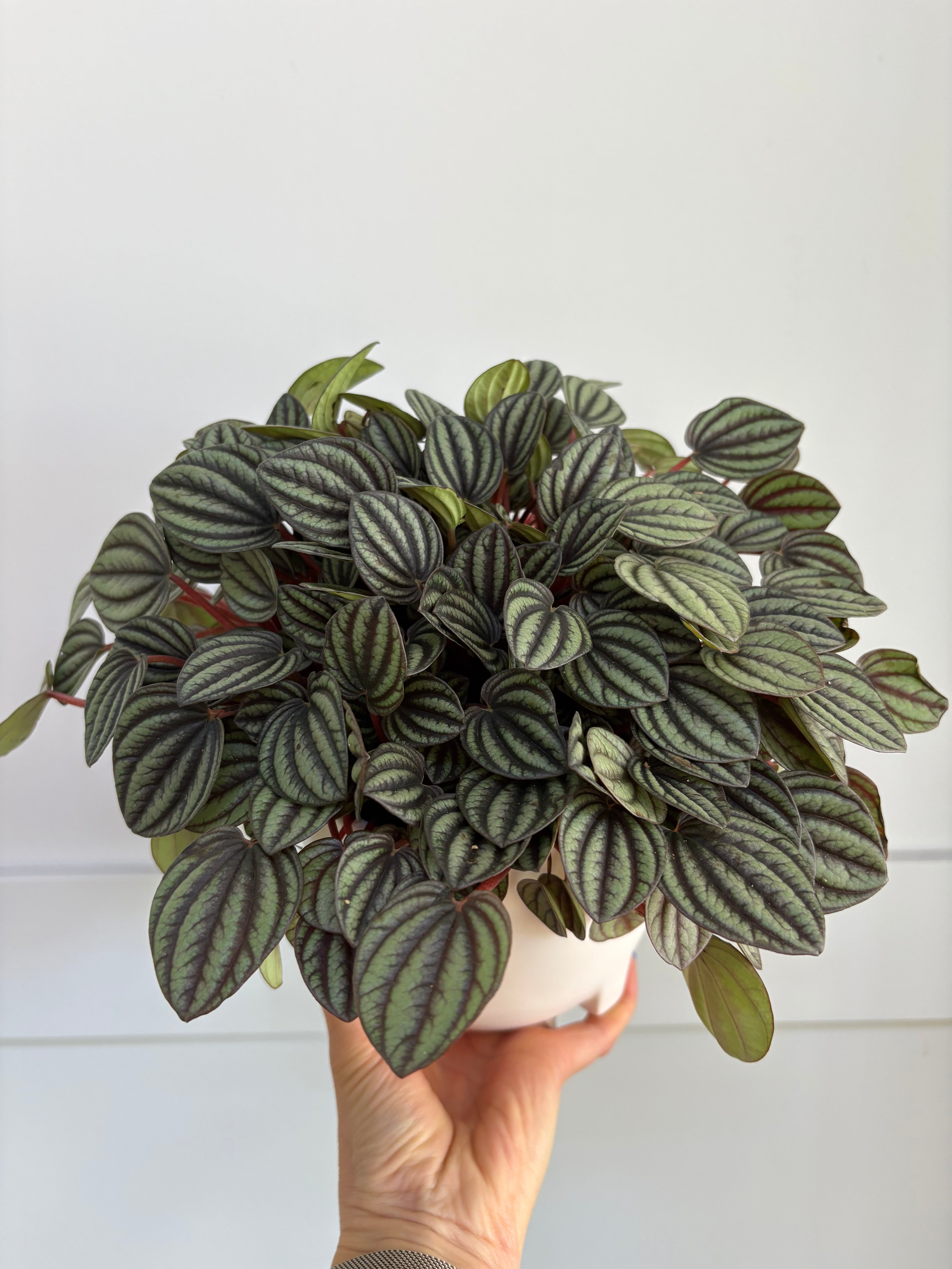 Peperomia SPP