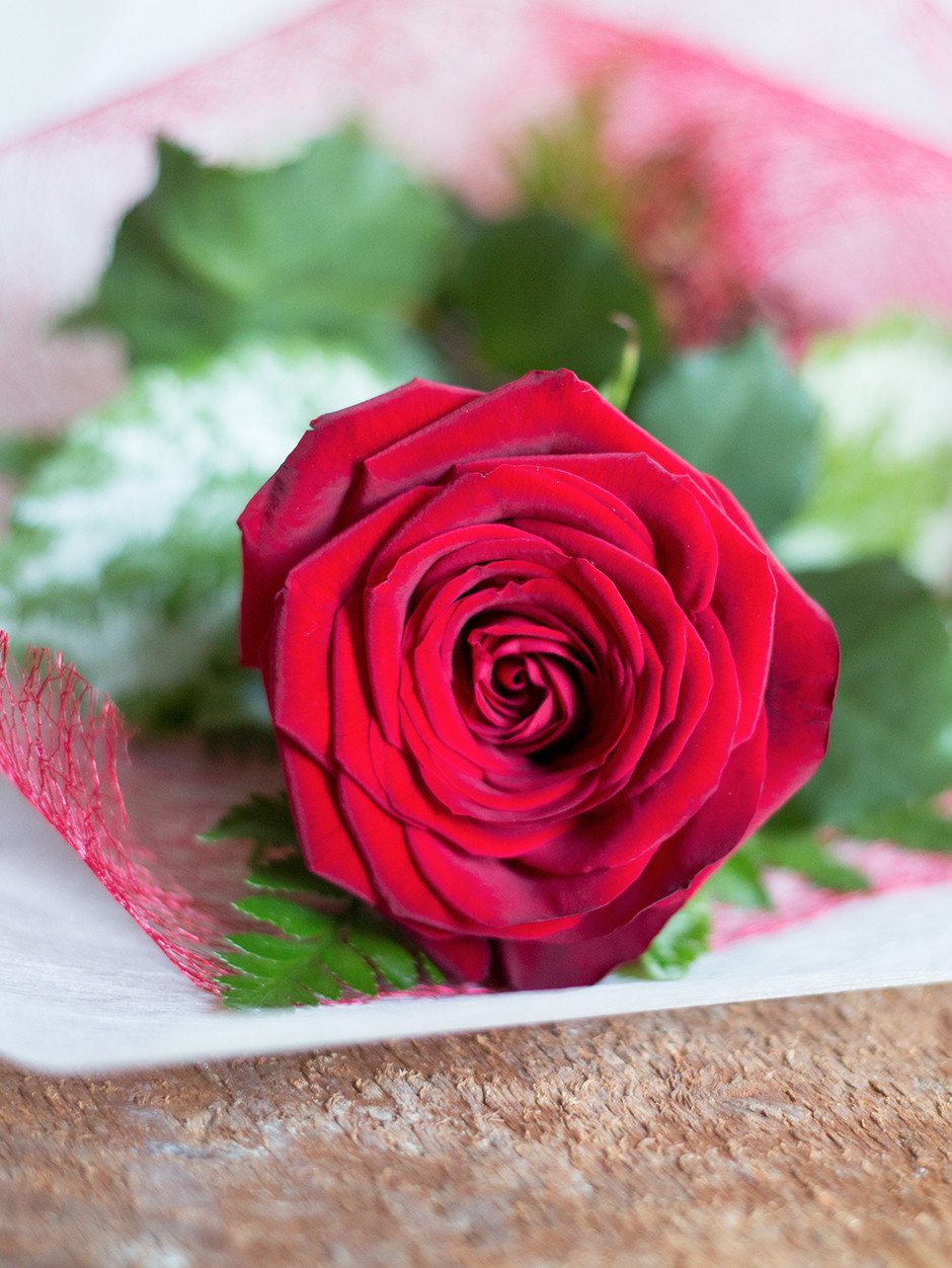 Ambrosia Blooms Single red rose